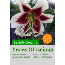 Лилия Beverly Dream