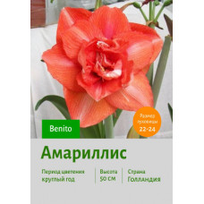 Амариллис Benito