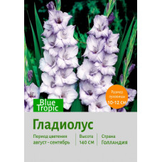 Гладиолус Blue Tropic