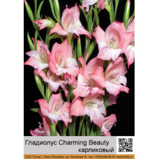 Гладиолус карликовый Charming Beauty