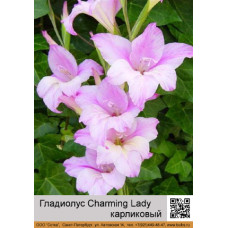 Гладиолус карликовый Charming Lady