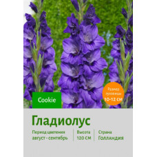 Гладиолус Cookie