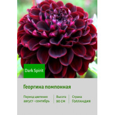 Георгина Dark Spirit