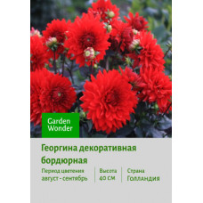 Георгина Garden Wonder