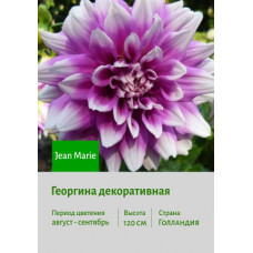 Георгина Jean Marie