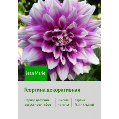 Георгина Jean Marie