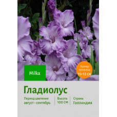 Гладиолус Milka