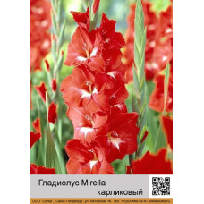 Гладиолус карликовый Mirella