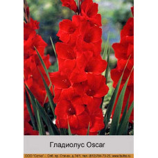 Гладиолус Oscar