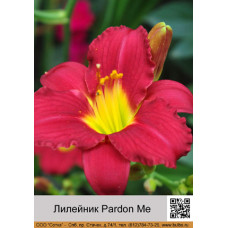 Лилейник Pardon Me