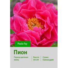 Пион Paula Fay