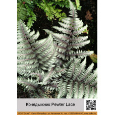 Кочедыжник Pewter Lace