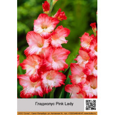 Гладиолус Pink Lady