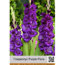 Гладиолус Purple Flora