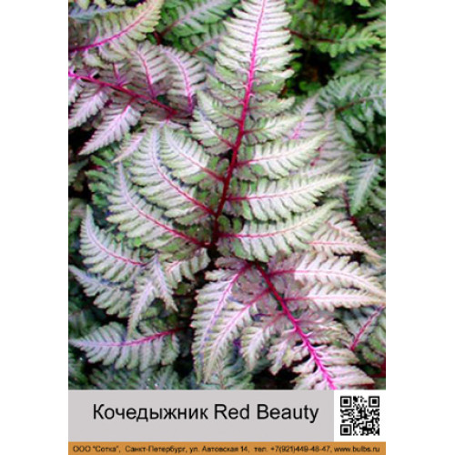 Кочедыжник Red Beauty