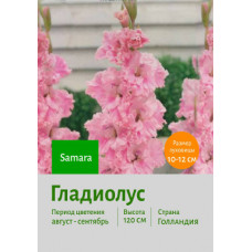 Гладиолус Samara