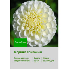 Георгина Snowflake