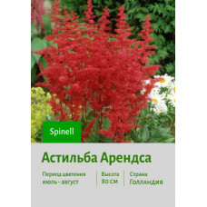 Астильба Spinell