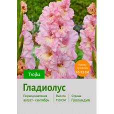 Гладиолус Trojka