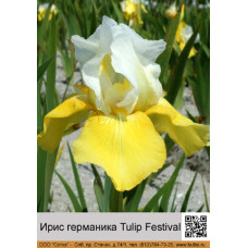 Ирис германика Tulip Festival