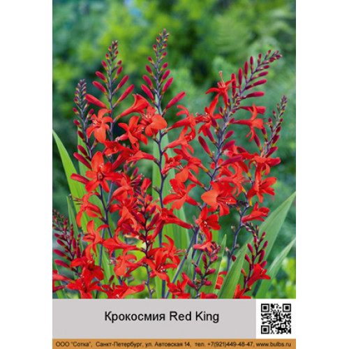 Крокосмия Red King