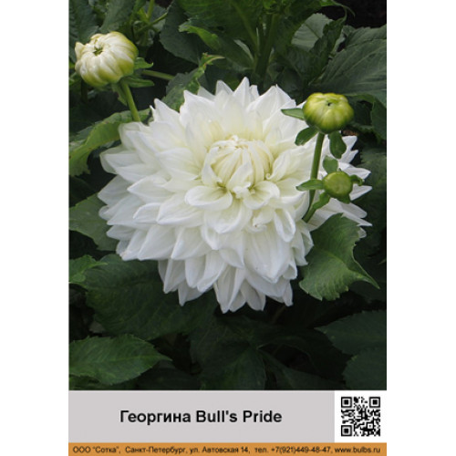 Георгина Bull's Pride