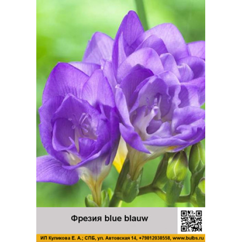 Фрезия blue blauw