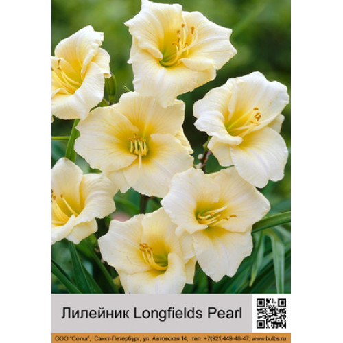 Лилейник Longfields_Pearl