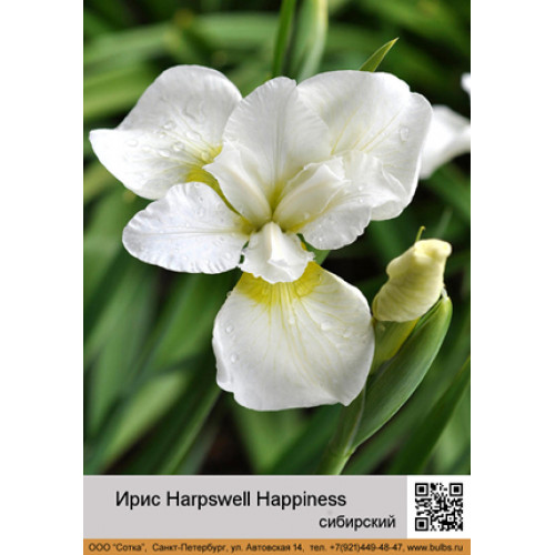 Ирис сибирский Harpswell Happiness