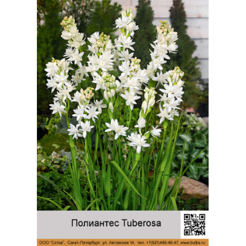 Полиантес Tuberosa