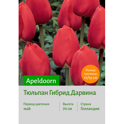Тюльпан Apeldoorn