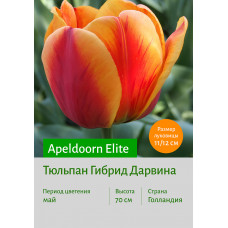 Тюльпан Apeldoorn Elite
