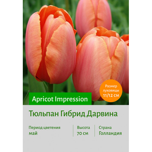Тюльпан Apricot Impression