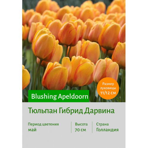 Тюльпан Blushing Apeldoorn