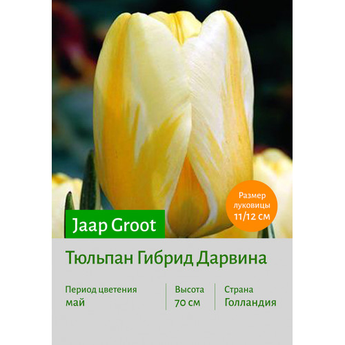 Тюльпан Jaap Groot