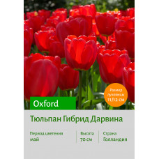 Тюльпан Oxford