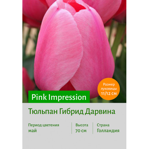Тюльпан Pink Impression