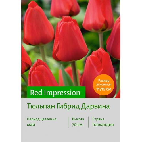 Тюльпан Red Impression