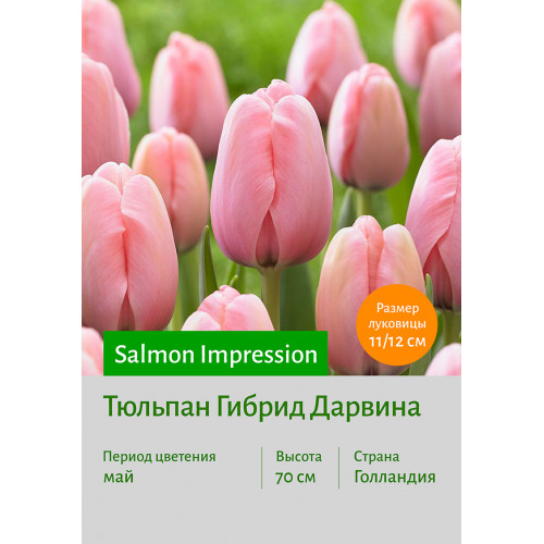 Тюльпан Salmon Impression