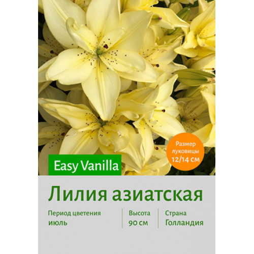 Лилия Easy Vanilla