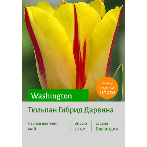 Тюльпан Washington