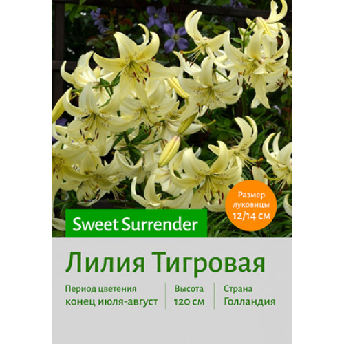 Лилия Sweet Surrender