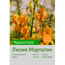 Лилия Peppard Gold