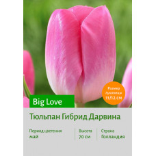 Тюльпан Big Love
