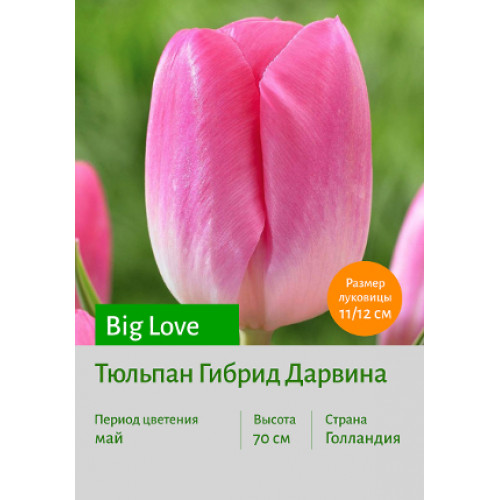 Тюльпан Big Love