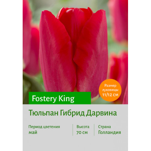 Тюльпан Fostery King