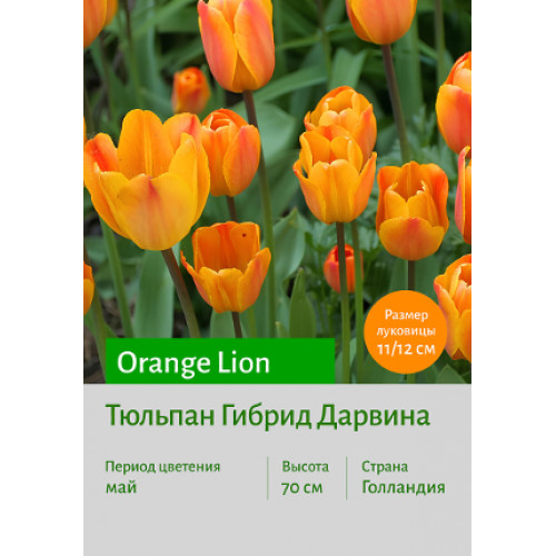 Тюльпан Orange Lion