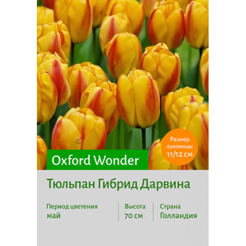 Тюльпан Oxford Wonder