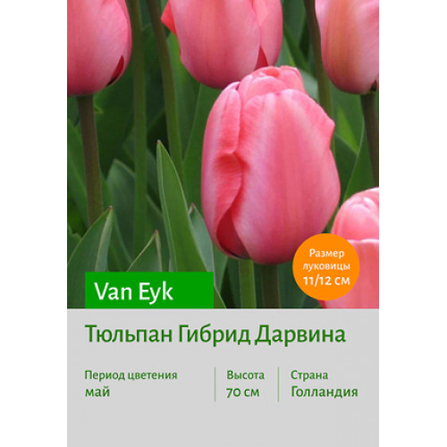 Тюльпан Van Eyk
