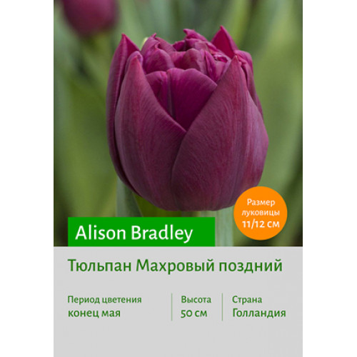 Тюльпан Alison Bradley